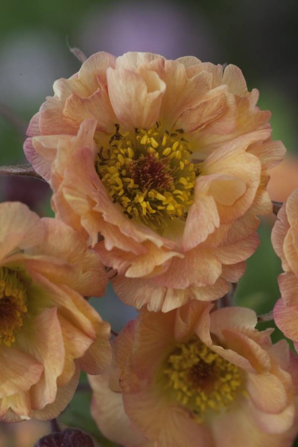 Geum Mai Tai®
