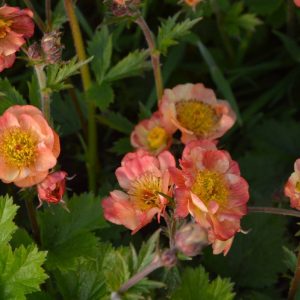 Geum Mango