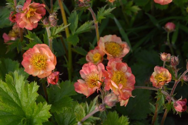 Geum Mango