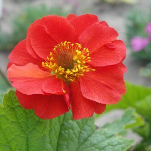 Geum Sangria