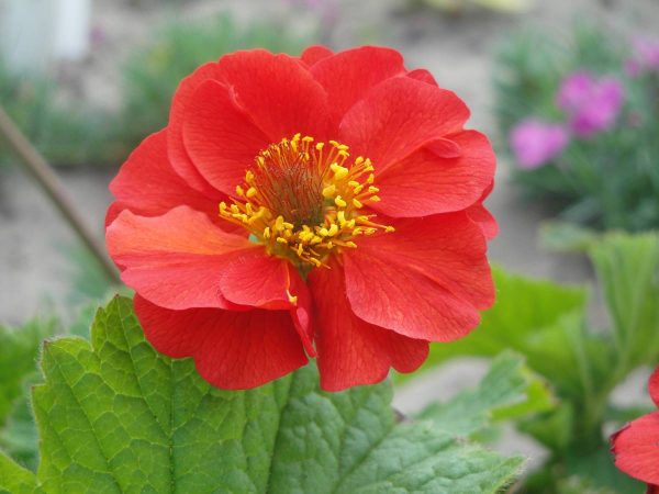Geum Sangria