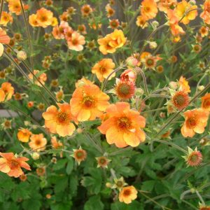 Geum Totally Tangerine®
