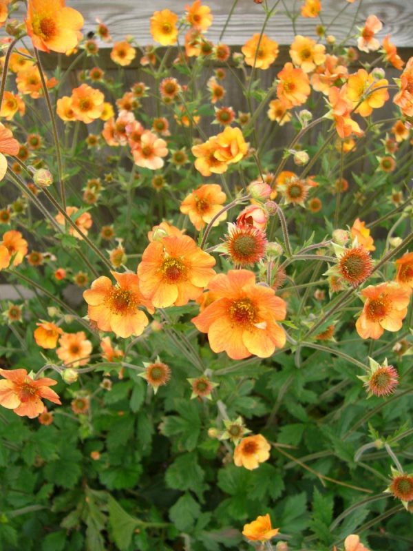 Geum Totally Tangerine®