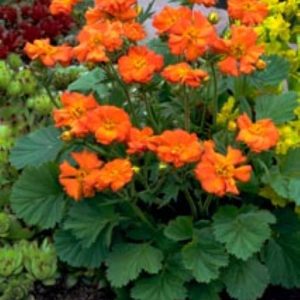 Geum borisii