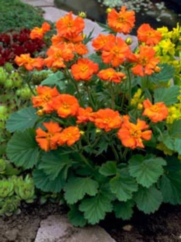 Geum borisii