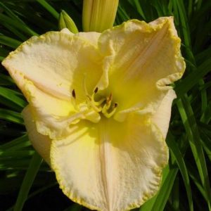 Hemerocallis Glacier bay