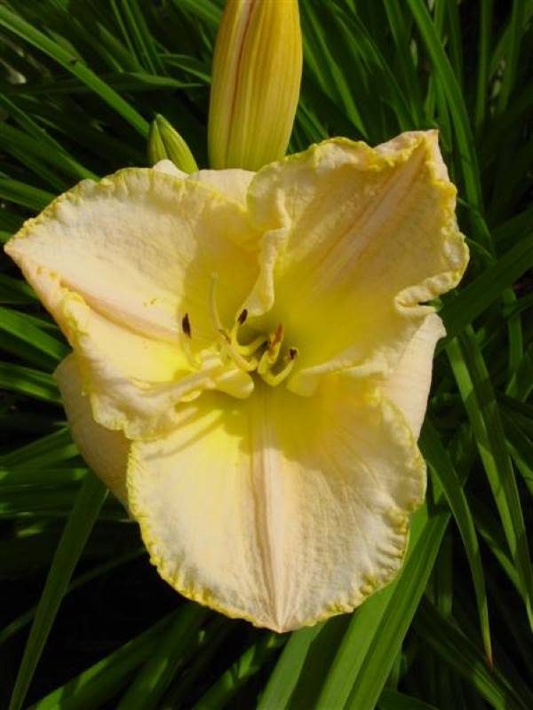 Hemerocallis Glacier bay