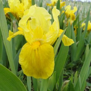 Iris Pumila Gleaming Gold