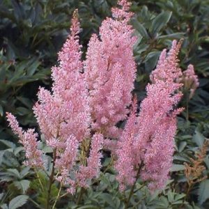 Astilbe Gloria Purpurea