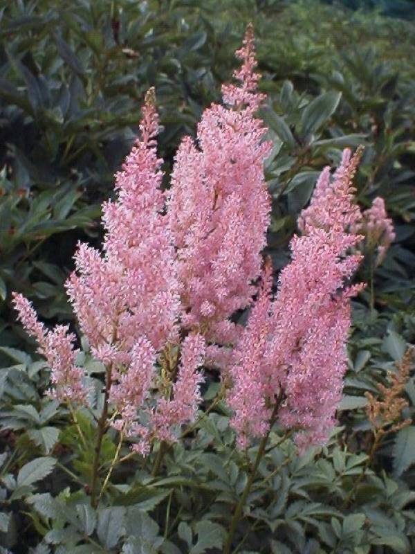 Astilbe Gloria Purpurea