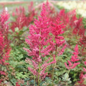 Astilbe Glut