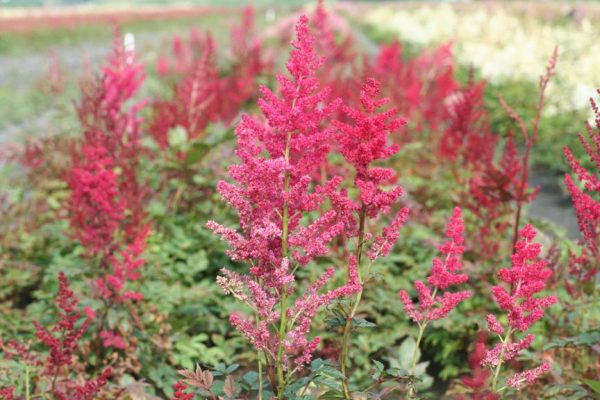 Astilbe Glut