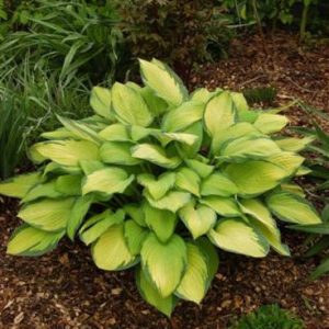 Hosta Gold Standard