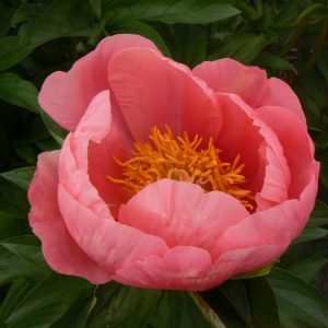 Paeonia  Golden Glow