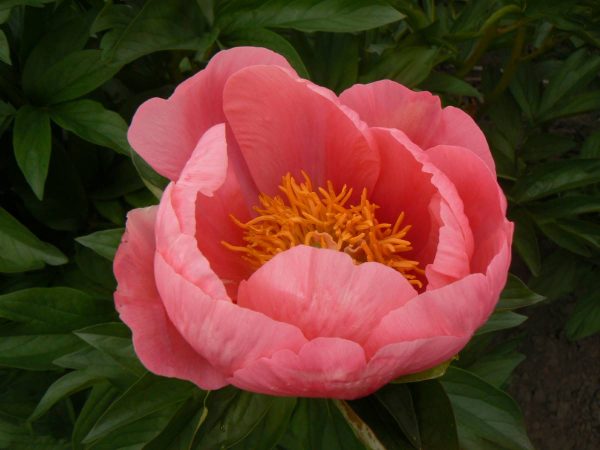 Paeonia  Golden Glow