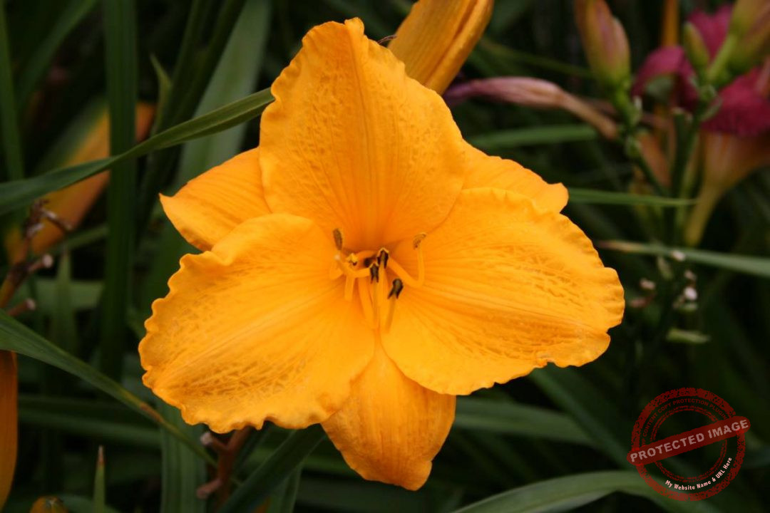 Hemerocallis Golden Prize | Verschoor Horticulture