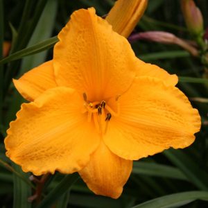 Hemerocallis Golden Prize