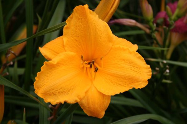 Hemerocallis Golden Prize