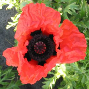 Papaver Goliath