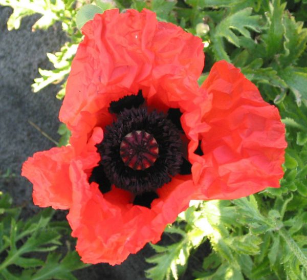 Papaver Goliath