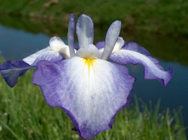 Iris ensata Gracieuse