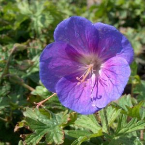 Geranium himalayense Gravetye