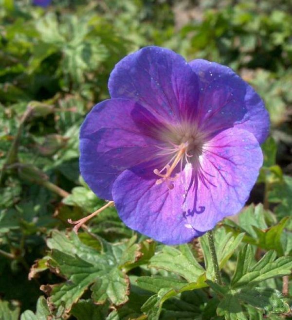 Geranium himalayense Gravetye