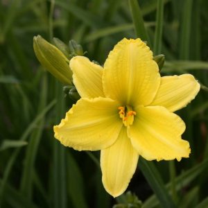 Hemerocallis Green Flutter