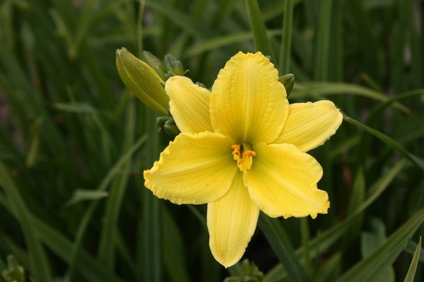 Hemerocallis Green Flutter