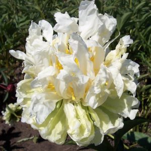 Paeonia  Green Halo