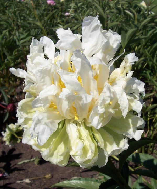 Paeonia  Green Halo