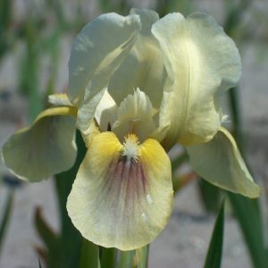 Iris Pumila Green Spot