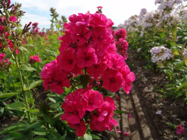 Phlox pan, Grenadine Dream®