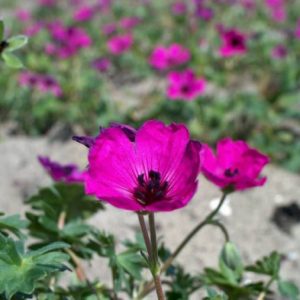 Geranium cinereum Giuseppii