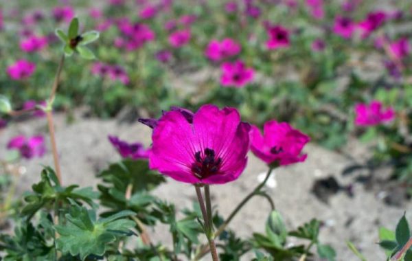 Geranium cinereum Giuseppii