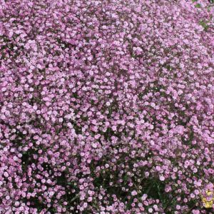 Gypsophila