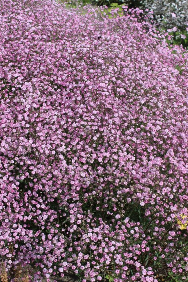 Gypsophila Festival Pink Lady®