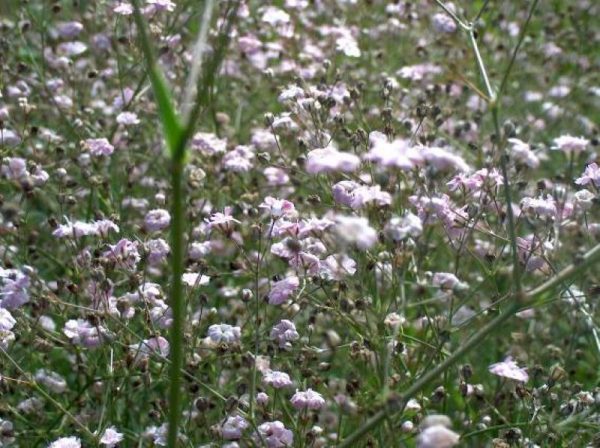 Gypsophila paniculata pink