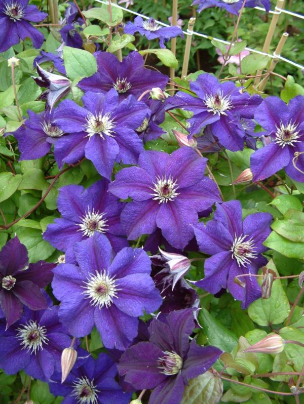 Clematis Happy Birthday®