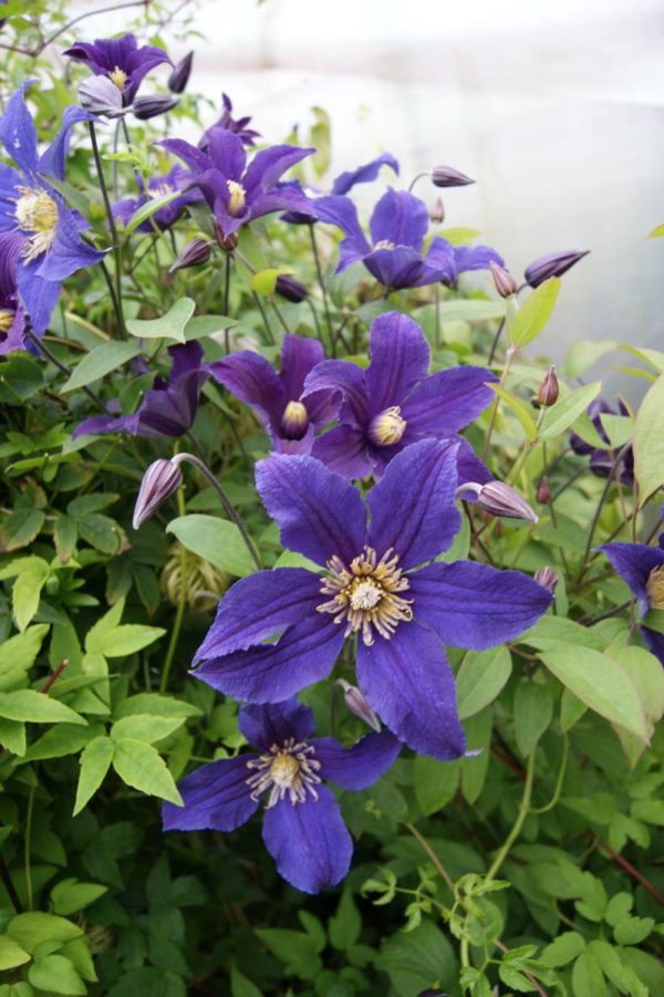 Clematis Hudson River®