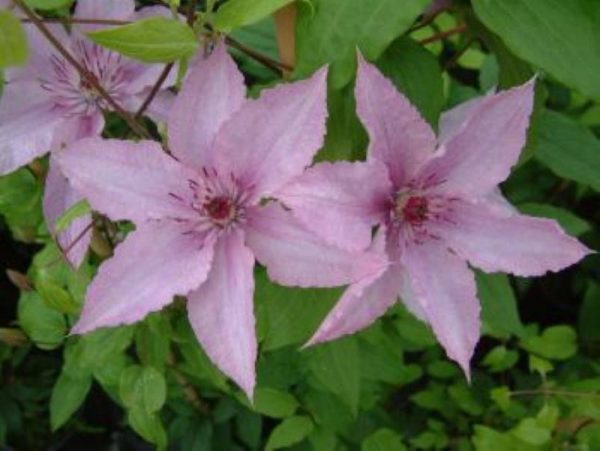 Clematis Hagley Hybrid