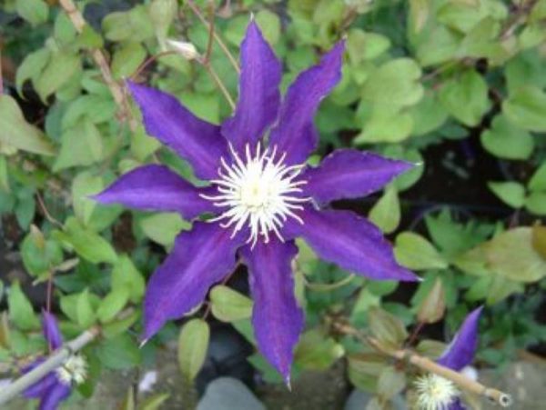 Clematis Hakuokan