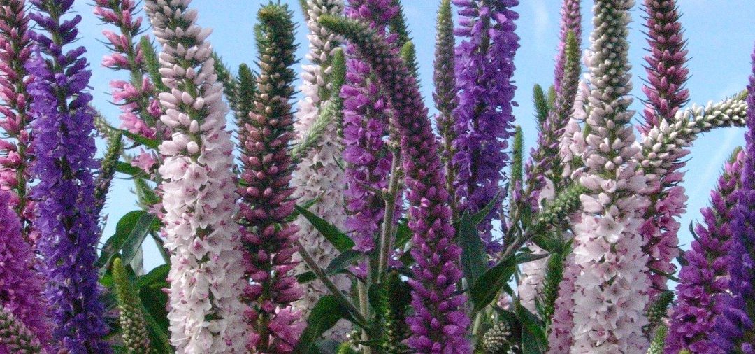 Veronica spicata hybrid BOMB Series and EXPLOSION Series