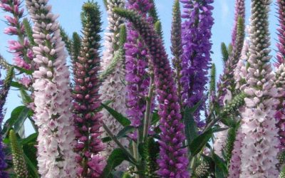 Veronica spicata hybrid BOMB Series and EXPLOSION Series