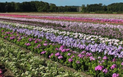 Hardy phlox paniculata on the move