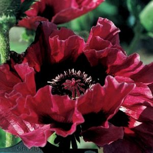 Papaver Harlem