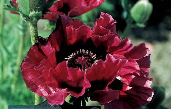 Papaver Harlem