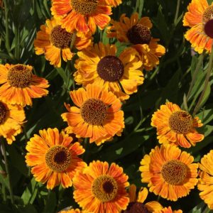 Helenium UFO Collection®