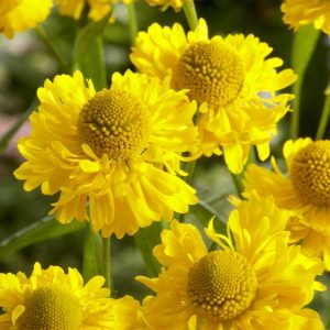 Helenium