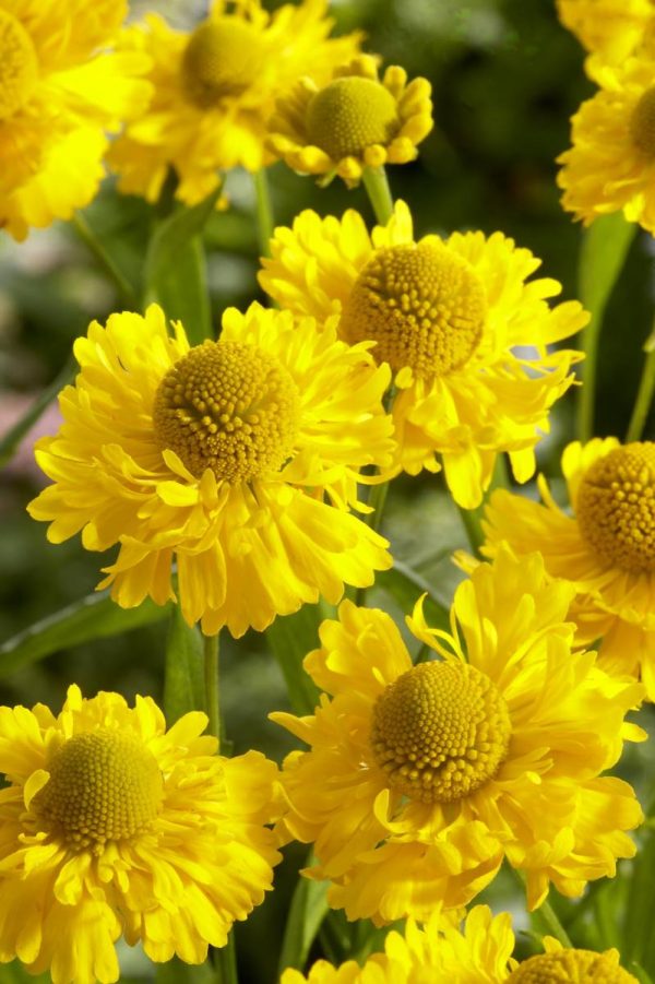 Helenium Double Trouble®